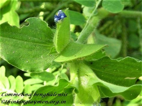 Medicinal Plant Details