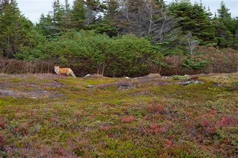Al’s walking tour (Fogo Island) - 2021 What to Know Before You Go (with ...