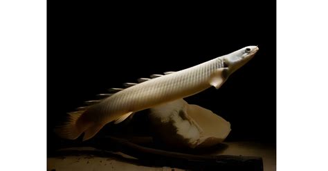 Senegal Bichir Fish – The Ancient Dragon of Freshwater Aquariums ...