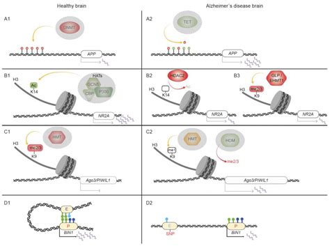 Epigenetic Changes and Chromatin Reorganization in Brain Function ...