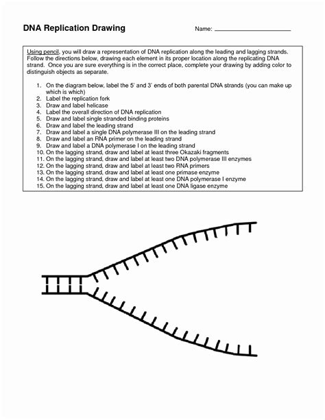 Image result for DNA Replication Worksheet Answer Key