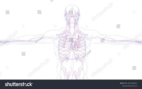 Image result for Circulatory System Drawing