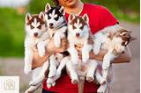 Siberian Husky puppy for sale in Kolkata | Siberian Husky dog breeders