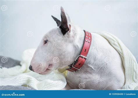 A Cute White English Bull Terrier is Sleeping on a Bed Under a W Stock ...