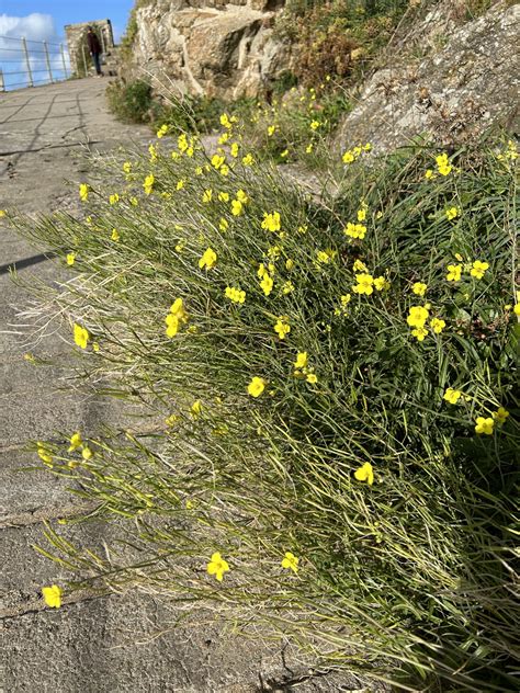 Gardens of France: Seaside Plants of St. Malo - Dyck Arboretum