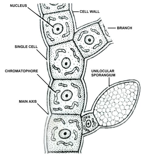 Life cycle of Ectocarpus and Practical work study of Ectocarpus