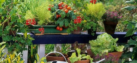 Sustainability Saturdays at The Hub - Start your Summer Crop ...