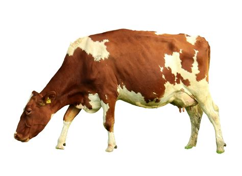 Image result for Cow Using Shapes On Python Turtle