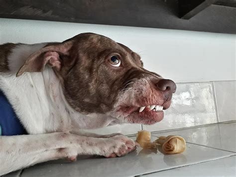 Image result for Dogs Getting Abused