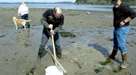 Image result for Geoduck Digging