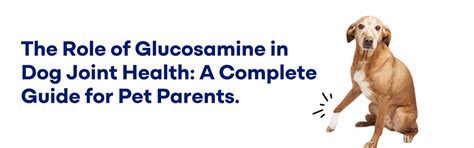 The Role of Glucosamine in Dog Joint Health – K9 Vitality