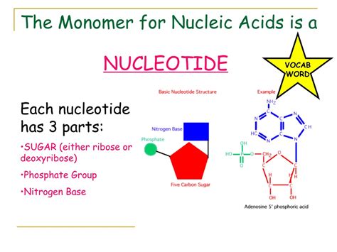 PPT - Biomolecules: The Chemistry of Life PowerPoint Presentation, free ...