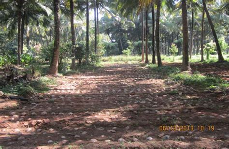 Coconut Development Board