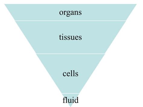 Lymphatic System Lecture 的图像结果