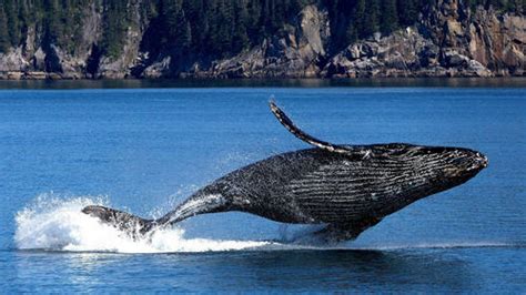 鲸鱼可以活多少岁 鲸鱼的寿命能达到多少_法库传媒网