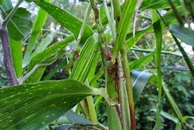 Image result for What Is a Teosinte