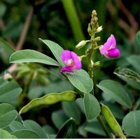 Mphmi Perennial NCR Plants Sharpunkha, Tephrosia purpurea - Plant ...