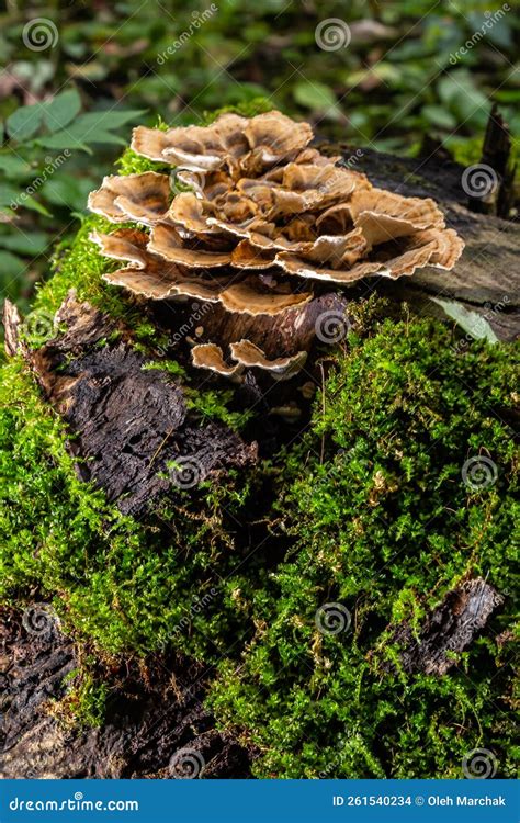 Gloeophyllum Sepiarium Mushroom on the Tree into the Forest. Rusty Gilled Polypore Stock Photo ...