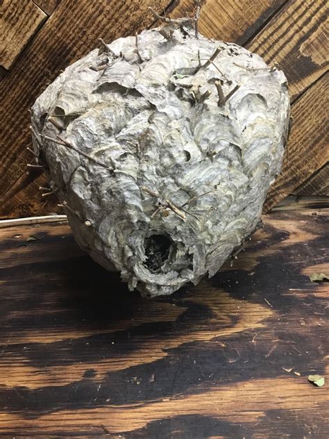 Bald Face Hornet Nest ,Art , Science. Taxidermy REAL Paper Bee Hive. | eBay