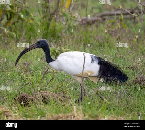African sacred ibis (Threskiornis aethiopicus), Amboseli National park ...