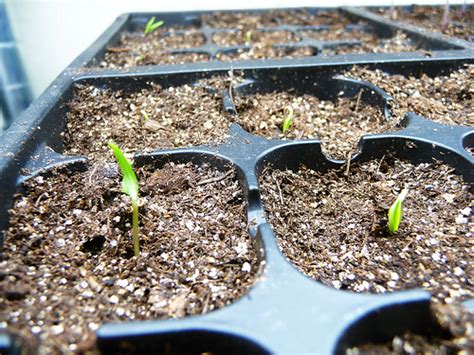 How to grow green chilli plant from seeds – TrustBasket