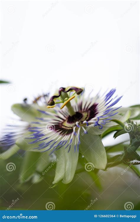 Close-up of the Flower of Passiflora Edulis or Passion Flower Stock ...