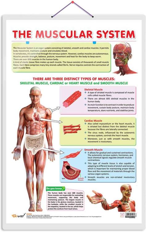 THE MUSCULAR SYSTEM CHART | The Strength of Muscles: Educational ...