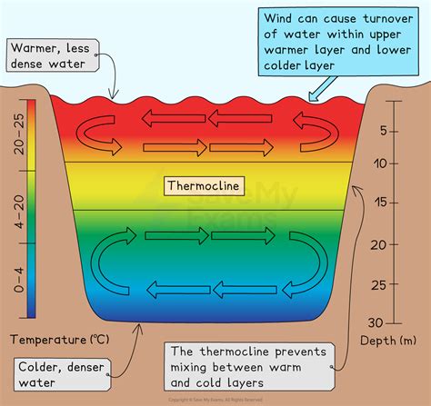 Water Stratification – IB ESS Revision Notes