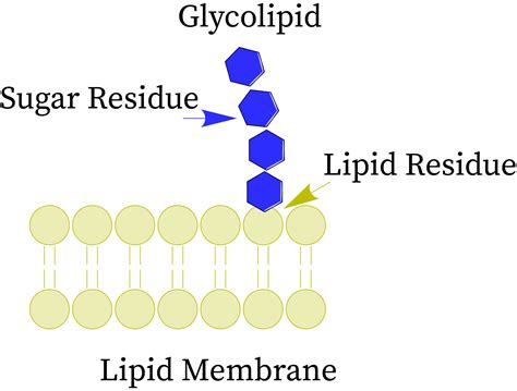 Glycolipid Structure