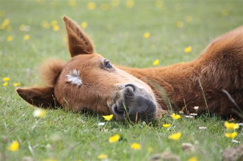 Do Horses Sleep Laid Down at Alesia Lehr blog