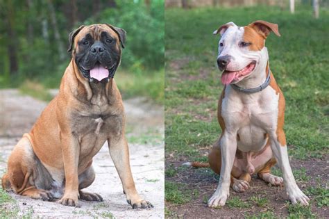 Bully Pitbull Mastiff Mix at Milla Stelzer blog