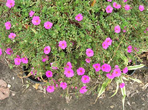 Moss Rose (Portulaca grandiflora) - Richard Lyons Nursery, Inc.