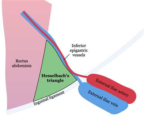 Inguinal Triangle And Femoral Triangle