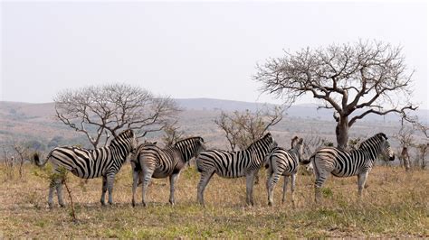 Conservation Status Of Zebra