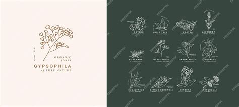 Vector hand drawing linear set of botanical icons and emblems design ...