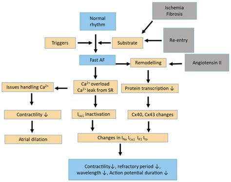 Hypertension and Atrial Fibrillation: Bridging the Gap Between ...