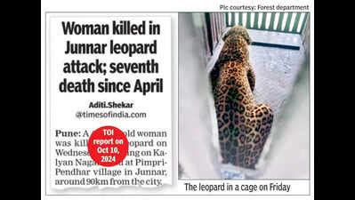 Leopard: Leopard Captured in Junnar Linked to Recent Fatal Attack on ...