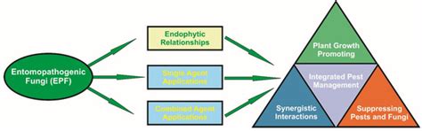 Entomopathogenic Fungi: Interactions and Applications