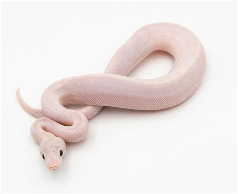 Python regius Ivory Pastel