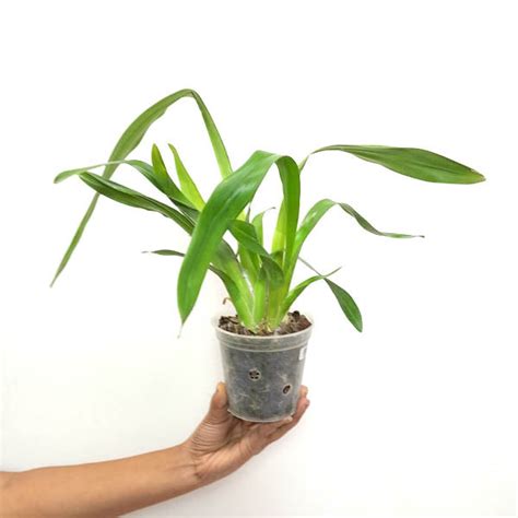 Buy Oncidium Orchids Online India | Dancing lady oncidium online ...