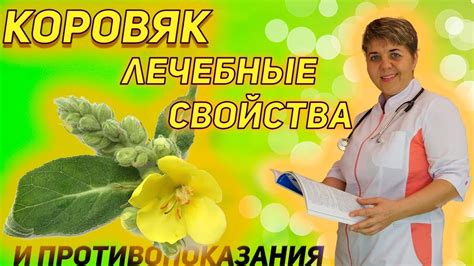 Коровяк - растение в рецептах народной медицины