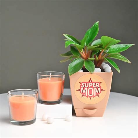 FlowerAura Decorative Air Purifying Philodendron Live Indoor Plant In ...