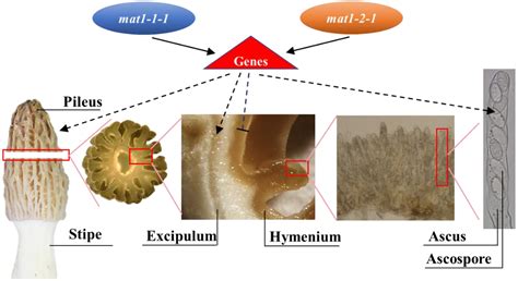 Mating-Type Genes Play an Important Role in Fruiting Body Development ...
