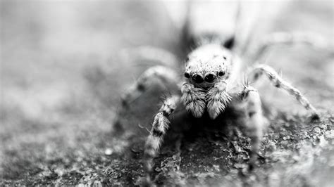 Arachnophobia: Unraveling the Fear of Spiders - PSYCHOLOGY ZINE