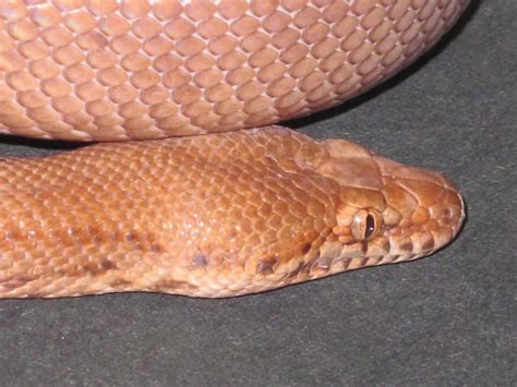 Image result for Pygmy Python