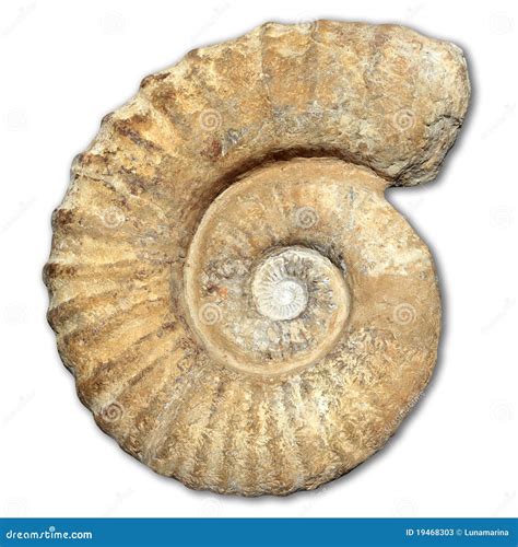 Image result for Round Shell Fossil