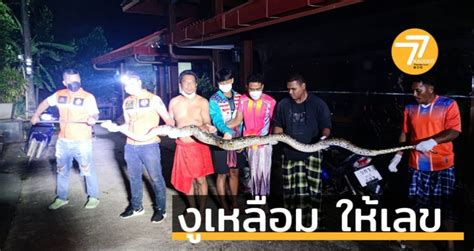 Image result for Krabi Python