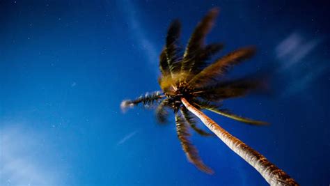 Palm Oil – Myra Veda Luxury Essentials