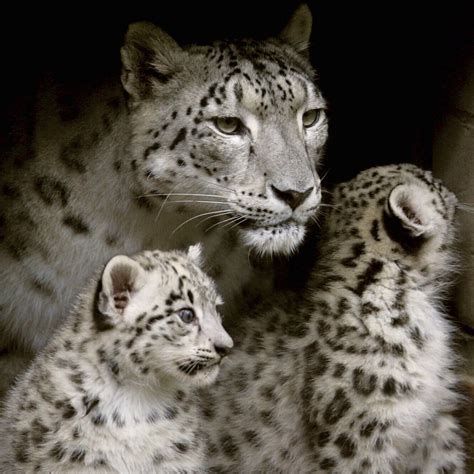 Snow Leopards Cubs