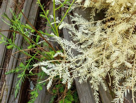 Albino Plants: Rare White Wonders and How They Survive